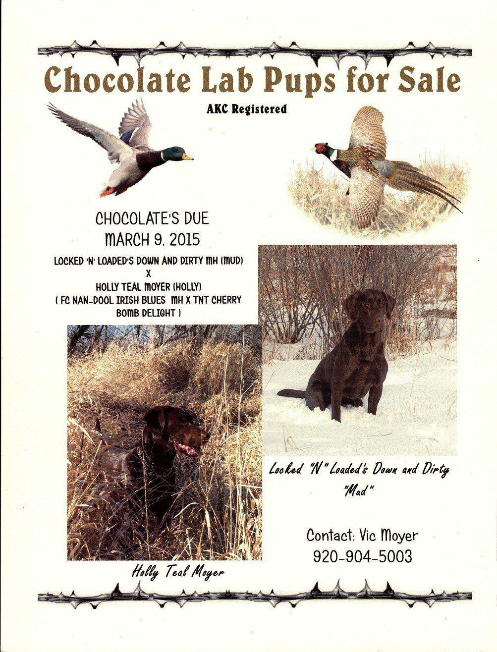 Holly's Pups Flyer